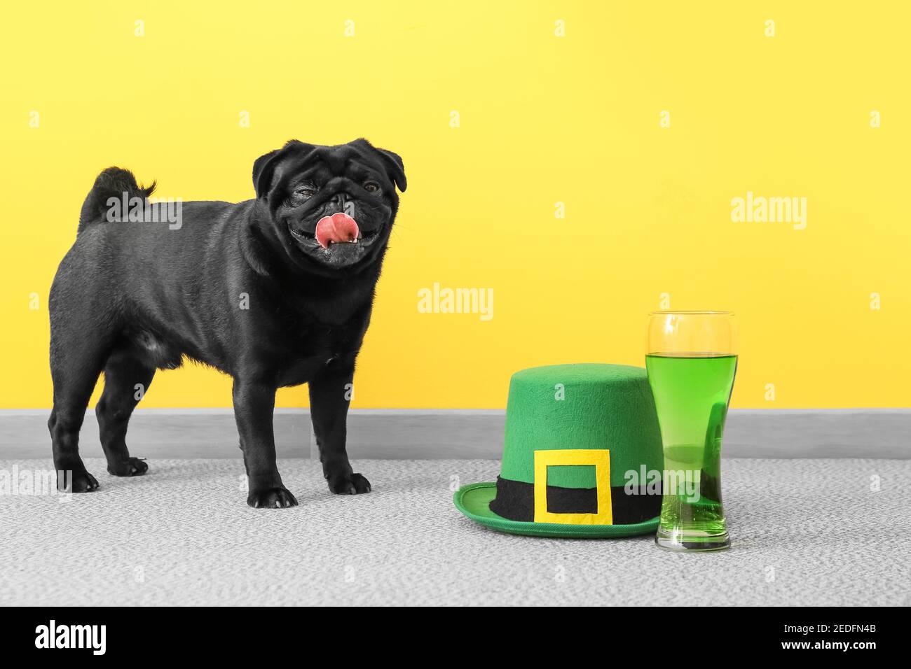 Netter Hund mit grünem Hut und Glas Bier in der Nähe der Farbwand. St. Patrick's Day Feier Stockfoto