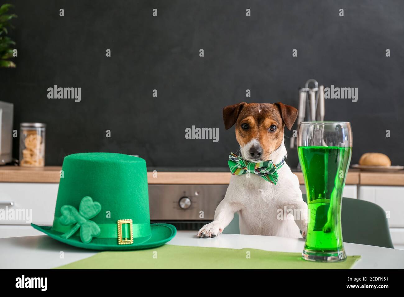 Netter Hund mit grünem Hut und einem Glas Bier zu Hause. St. Patrick's Day Feier Stockfoto