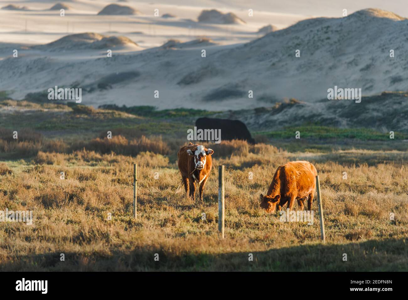 Die ländliche Szene der Herde der Rinder, die in der Sonne gegrast sind goldene Hügel bei Sonnenuntergang mit Sanddünen im Hintergrund Stockfoto