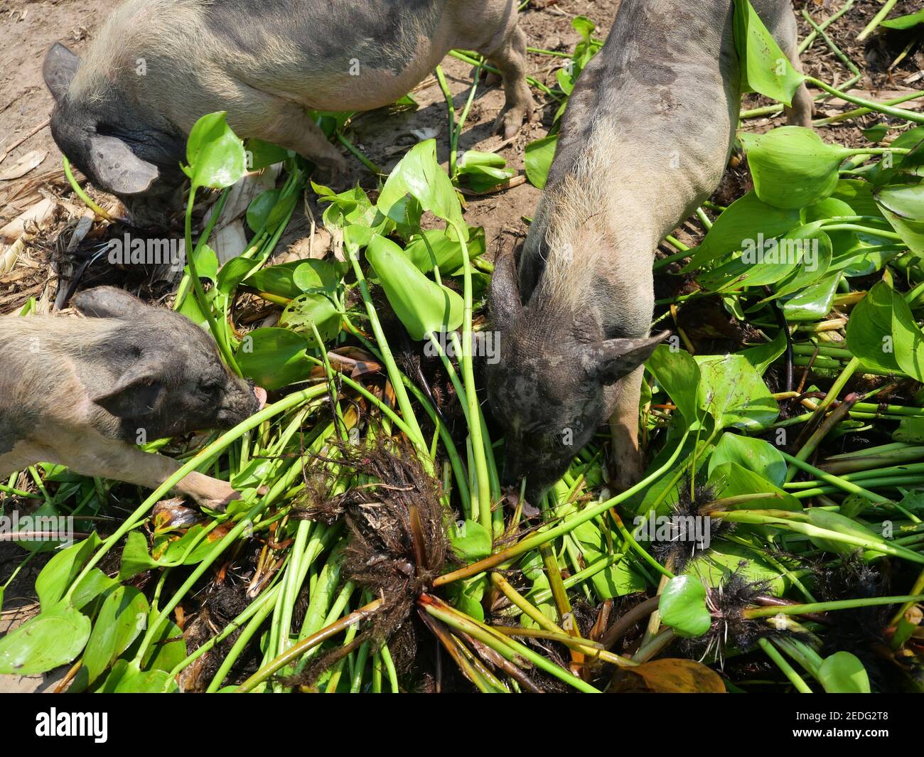 Gruppe von vietnamesischen Topf bauchige Schweine auf der Farm, Schwein Essen Wasser Hyazinthe Baum und Blätter Stockfoto