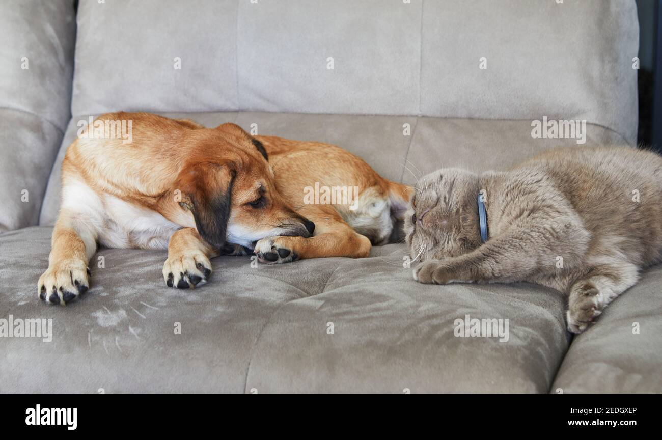 Niedlicher Ingwer-Hund mit hängenden Ohren sitzt auf dem Sofa neben einer britischen Katze. Stockfoto