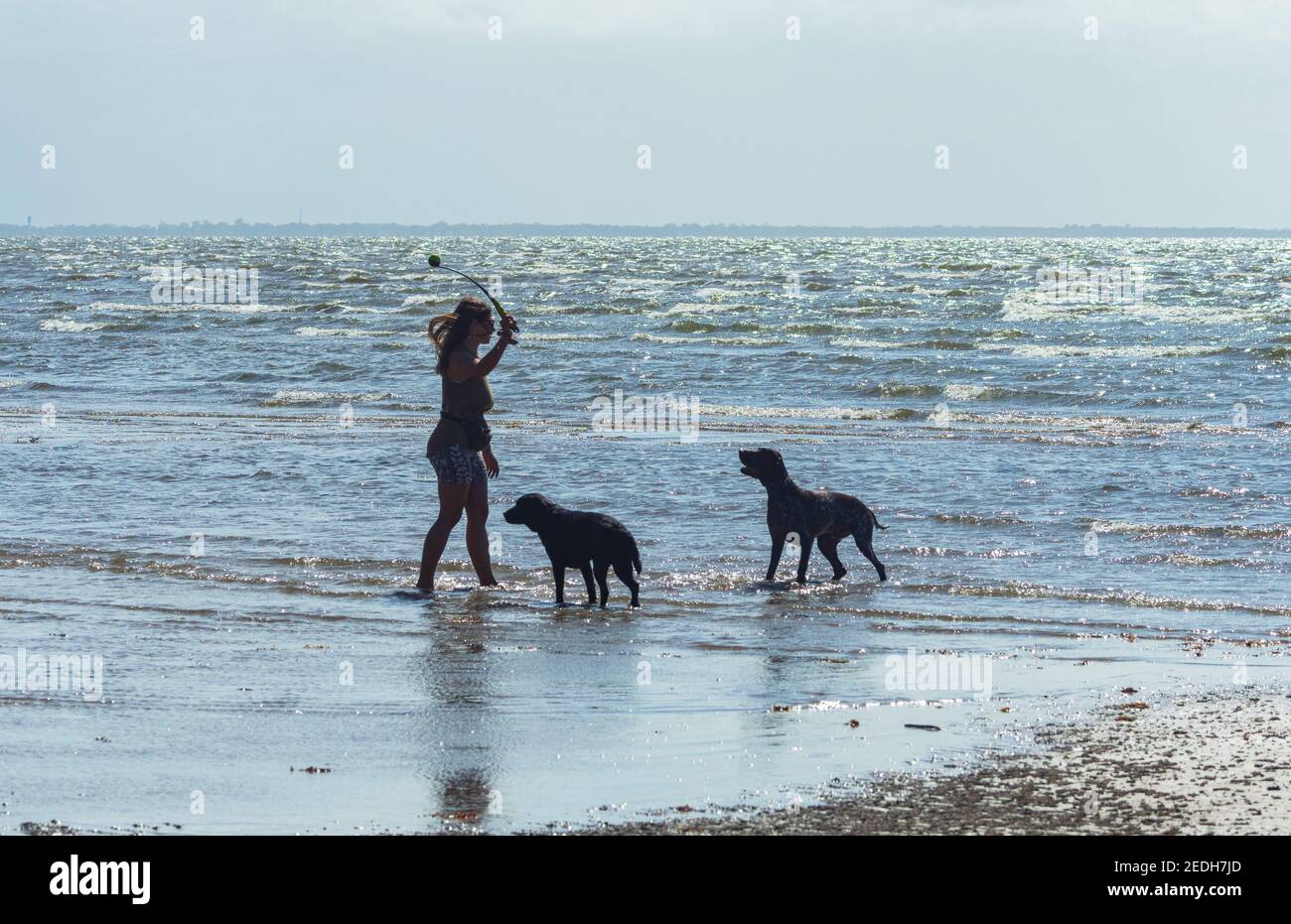 Junge Frau spielt mit ihren Hunden am Strand, wirft einen Ball, Beachmere, South East Queensland, SEQ, QLD, Australien Stockfoto