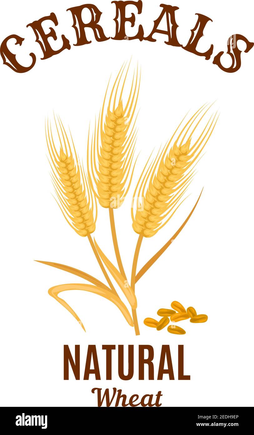 Symbol für Getreide. Vektor isoliert Weizen Ohr Pflanze. Brot Lebensmittel, Mehl oder Bier natürliche Zutat Gerste, Hafer oder Roggen. Landwirtschaft oder Landwirtschaft Getreide ernten har Stock Vektor