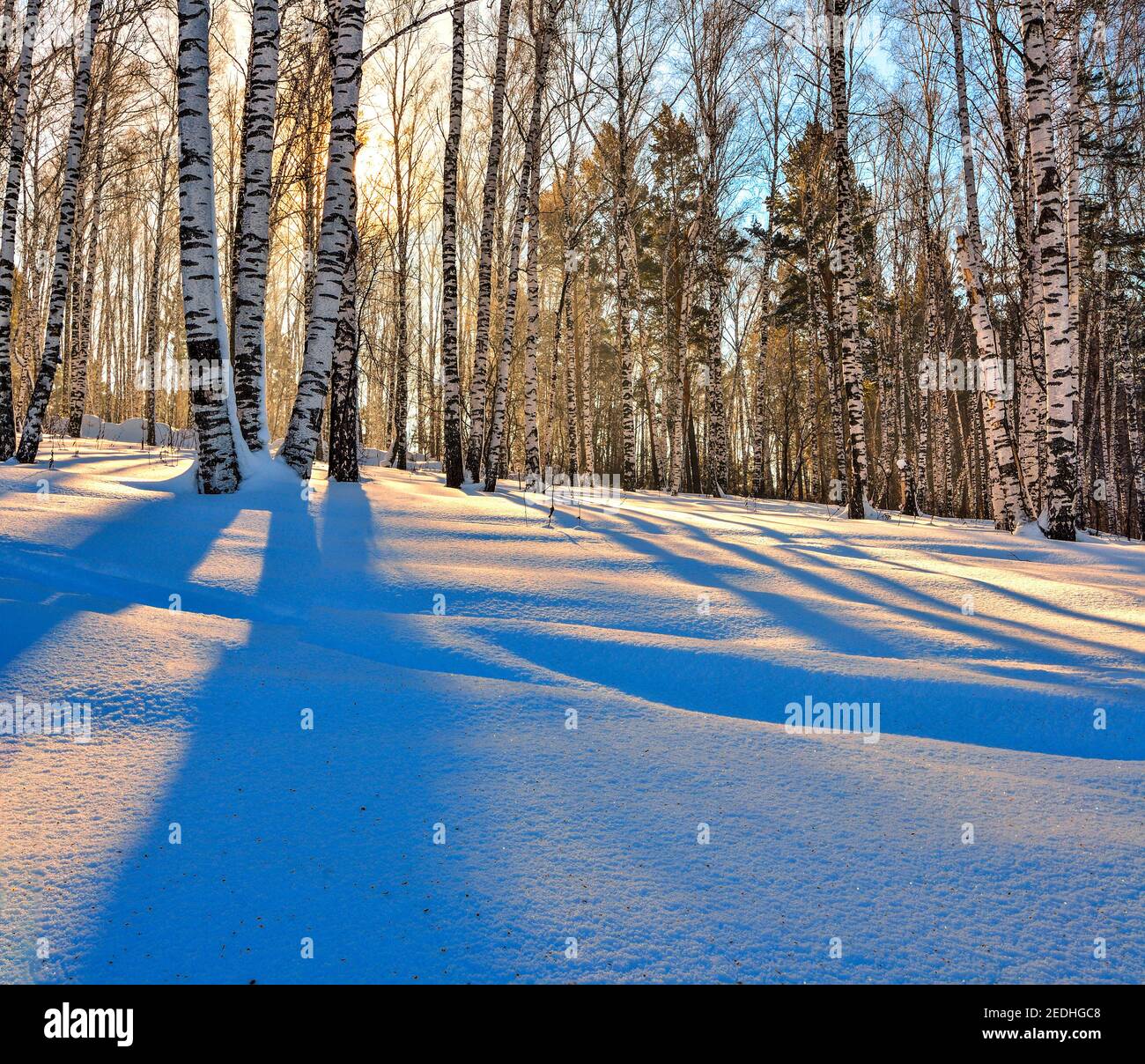 Winterlandschaft - Sonnenuntergang im Birch Grove. Goldenes Sonnenlicht unter weißen Stämme der Birken und blauen Schatten auf dem weißen Schnee. Stockfoto