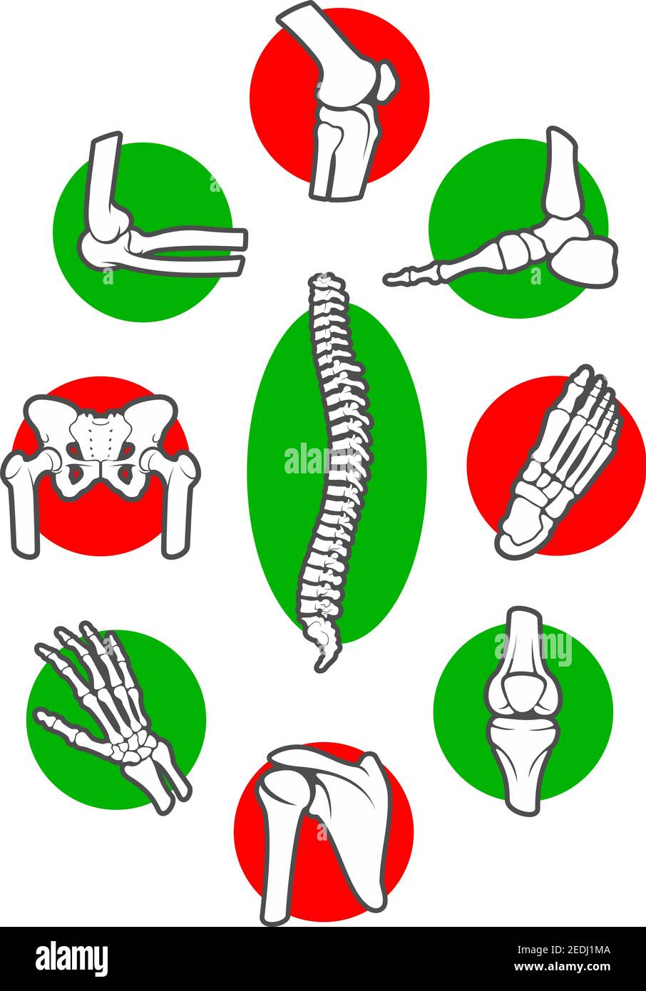 Menschliches Skelett Knochen und Gelenke Icon Set. Bein, Hand, Fuß, Knie, Arm und Wirbelsäule, Finger und Ellbogen, Becken und Rippe, Schulter und Knöchel, Handgelenk und Brust, Stock Vektor