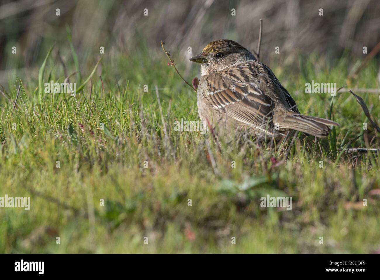 goldkronenspatz (Zonotrichia atricapilla) ein großer Spatz der Westküste, fotografiert im Golden Gate National Recreation Area in Kalifornien. Stockfoto