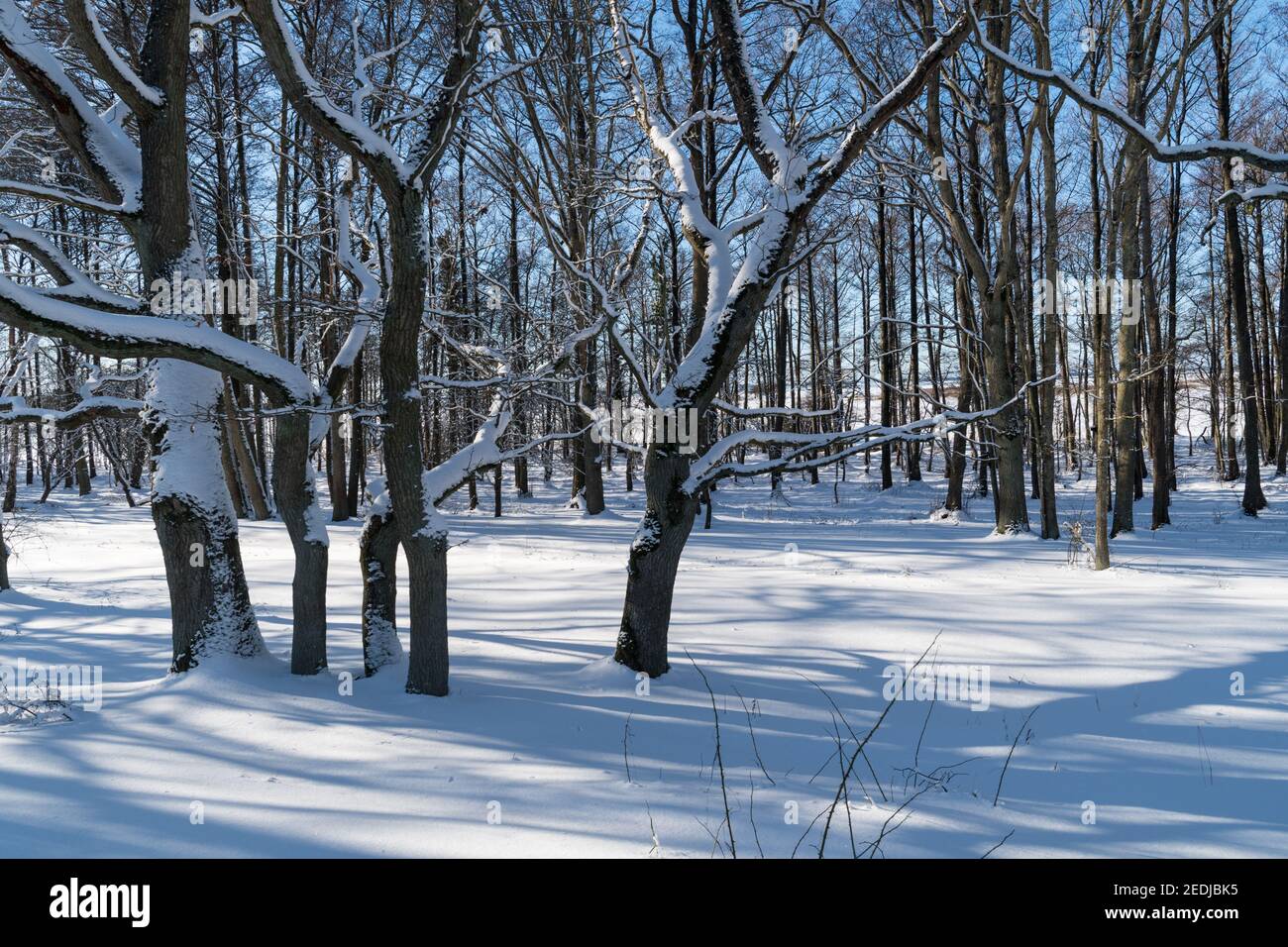 Schneebedecktes und helles Winterland in einem Wald Stockfoto