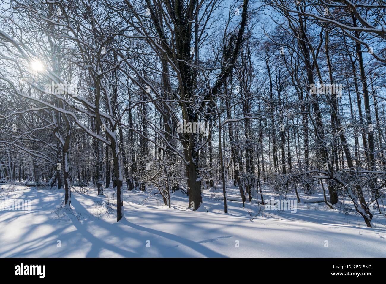 Winterlandschaft in einem verschneiten und hellen Wald Stockfoto