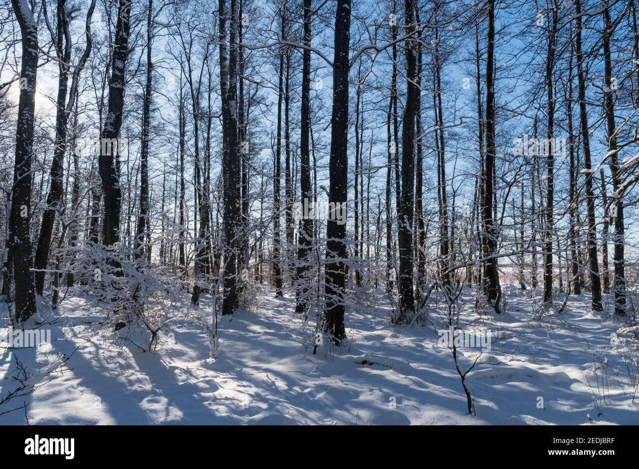 Winterlandschaft in einem hellen und verschneiten Wald Stockfoto