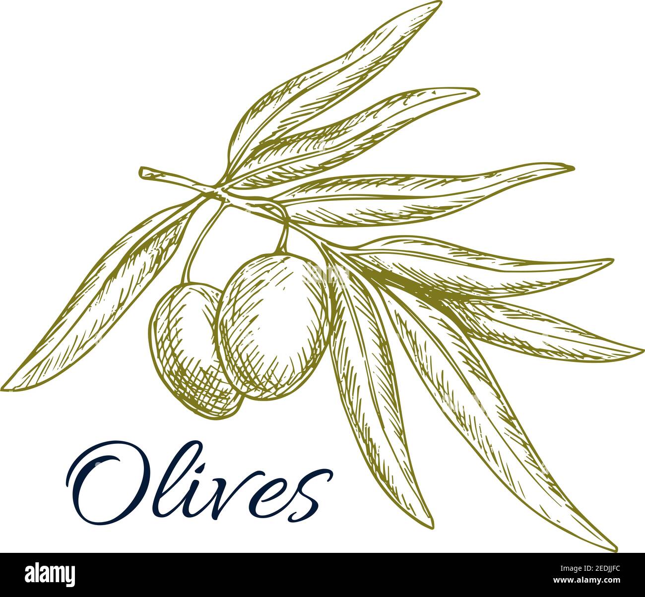 Skizze von Olivenbaum Zweig mit grnen Oliven Bund. Vector isoliert Symbol  oder Symbol fr Olivenl Flasche Etikett, vegetarische Gemse Salat ingered  Stock-Vektorgrafik - Alamy