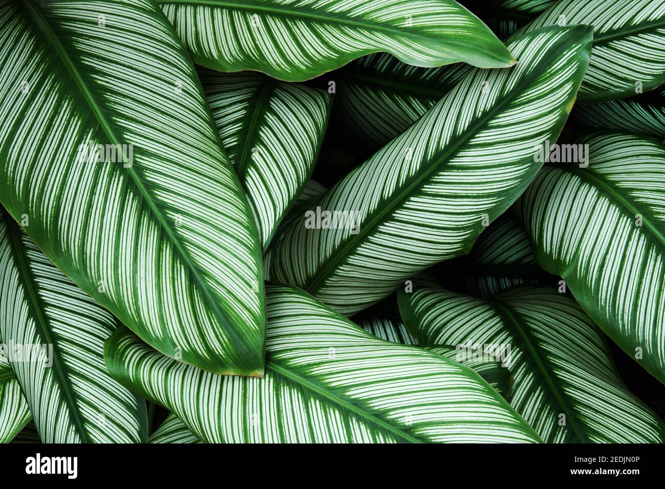 Tropische Blätter Grüne Blätter mit weißen Streifen von Calathea majestica,  Zebra Pflanze als natürliche Textur Hintergrund Stockfotografie - Alamy