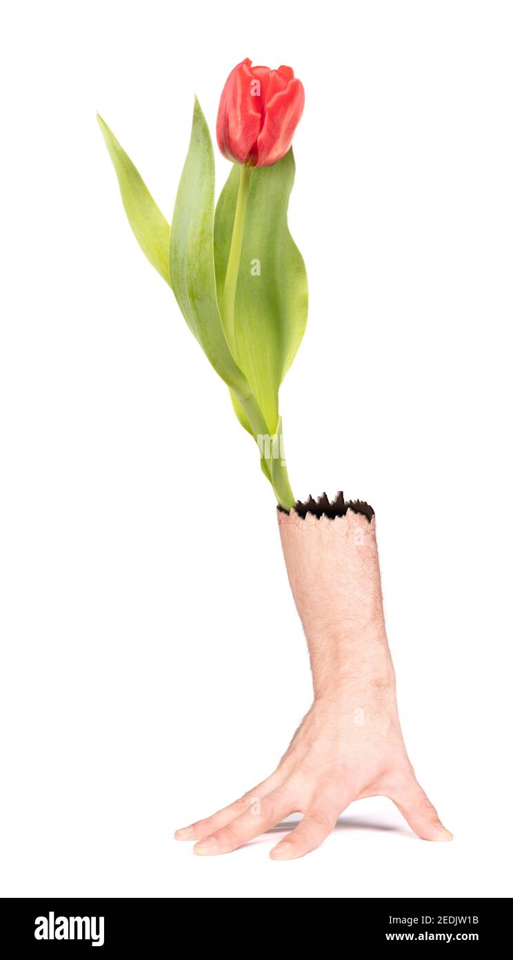 Tulpenblume in der falschen Seite einer Hand - menschliche Handvase, isoliert mit Schatten Stockfoto