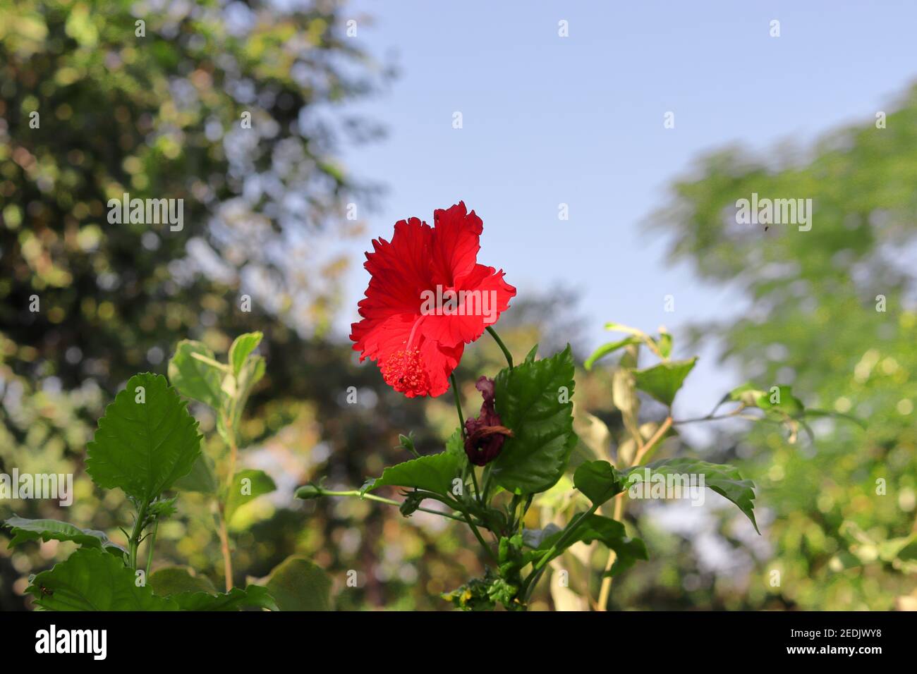 Eine schöne rote Hibiskusblüte blüht im Sommer auf einem Hibiskusbaum, indien-Asien, Hibiskusgarten in indien Stockfoto