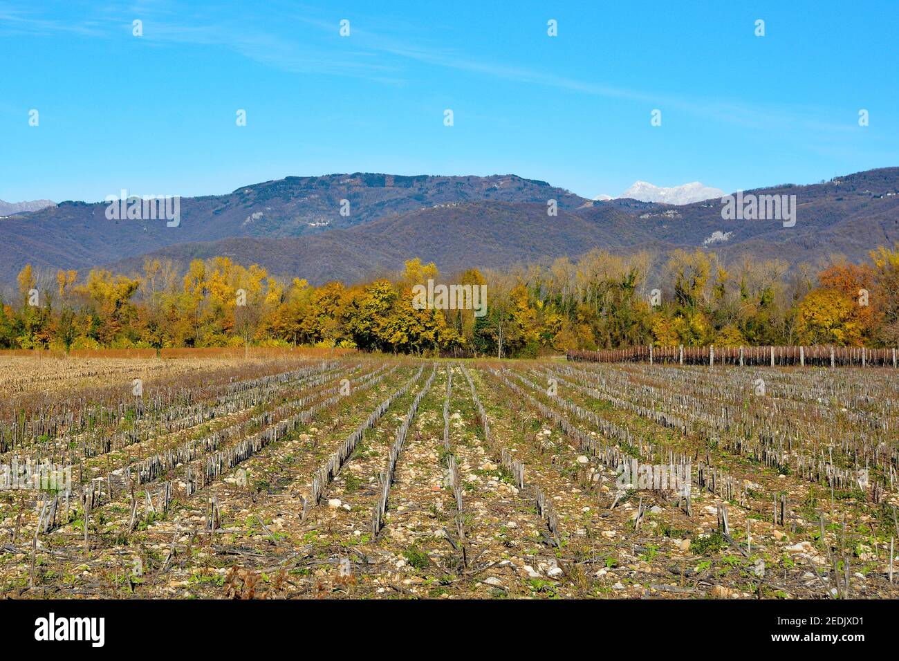 Die Herbstlandschaft in den Feldern in der Nähe des Dorfes Moimacco in der Nähe von Cividale del Friuli, Provinz Udine, Friaul-Julisch Venetien, Nordostitalien. Stockfoto