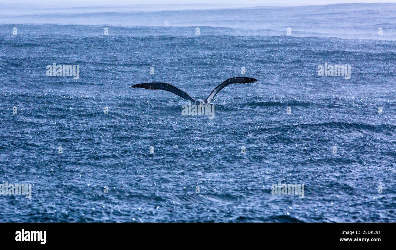Buller's Albatross oder Mollymawk South Pacific Ocean Neuseeland Stockfoto