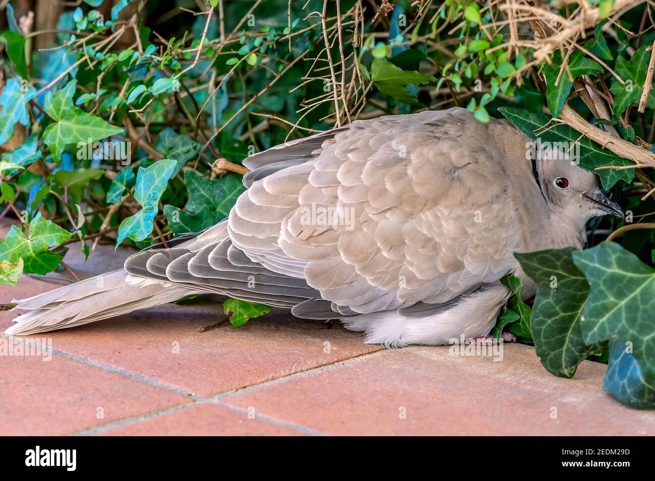 Eine eurasische Halstaube, Streptopelia decaocto, schützt sich vor der Kälte unter den Pflanzen Stockfoto