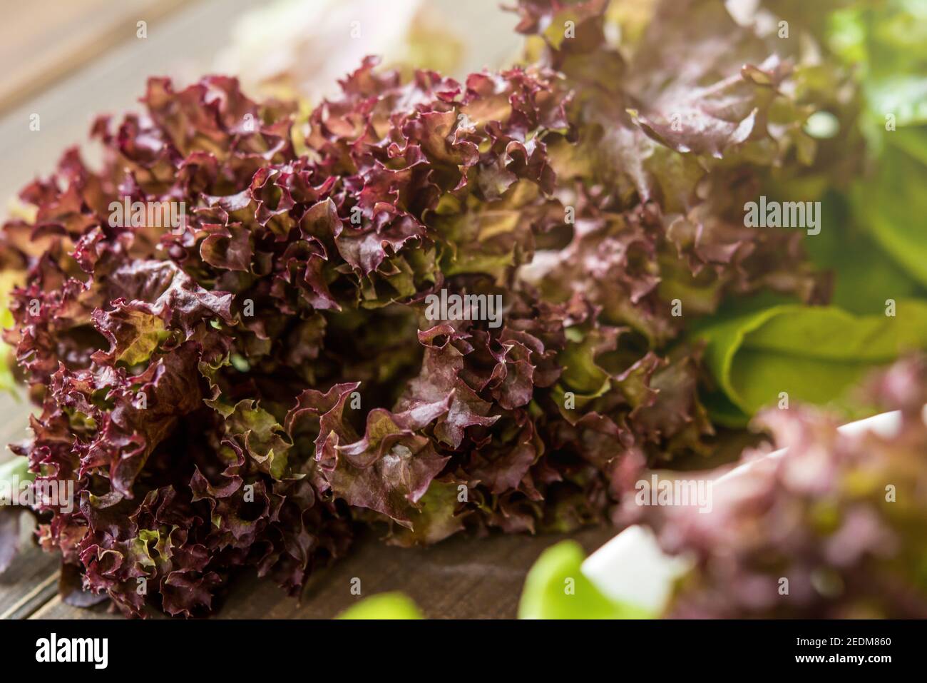 Frisches rotes Eichenblatt Salat Gemüse für die Herstellung von Salat vorbereitet Stockfoto