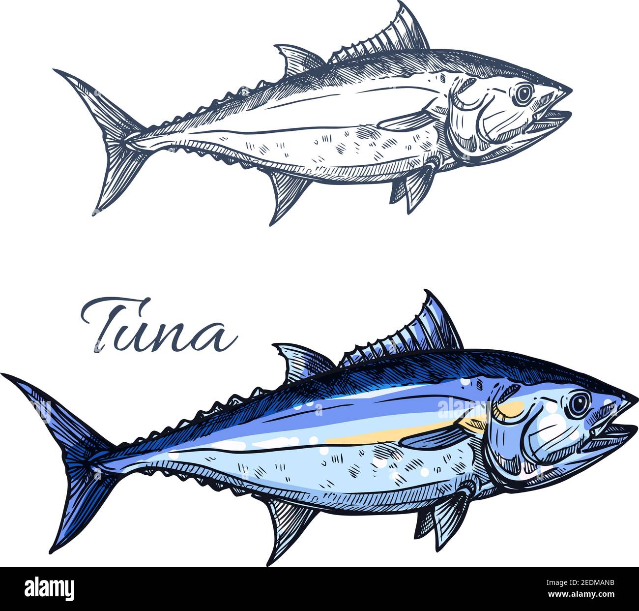 Thunfisch isoliert Skizze. Verpackungsetikett, Fischmarkt-Symbol oder Menügestaltung des Restaurants: Atlantischer Blauflossen-Thunfisch für Meeresfrüchte Stock Vektor