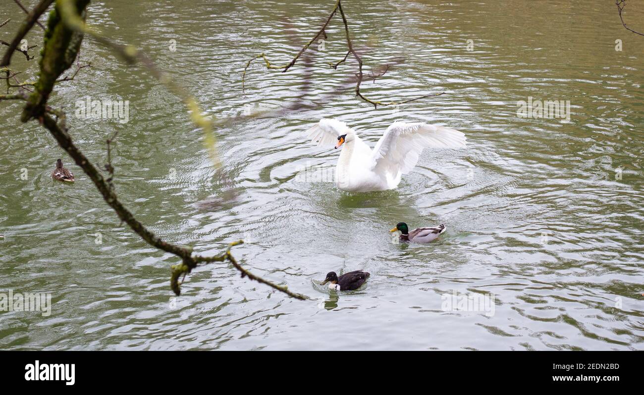 Der weiße Schwan schwimmend im See und flattert seine Flügel Stockfoto