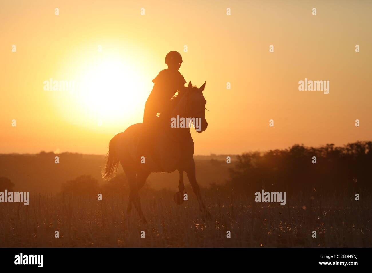 19,08.2020, Ingelheim, Rheinland-Pfalz, Deutschland - Silhouette: Frau, die bei Sonnenaufgang über einem Stoppelfeld reitet.. 00S200819D270CAROEX.JPG [MODELL RELEA Stockfoto