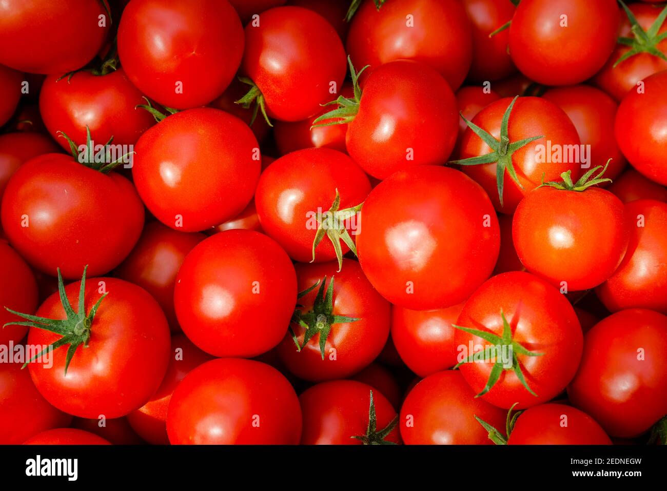 17,08.2020, Wittichenau, Sachsen, Deutschland - Tomatenernte auf dem Domanja-Hof, reife Tomaten im Karton. 00X200817D008CAROEX.JPG [MODELLVERSION: Stockfoto