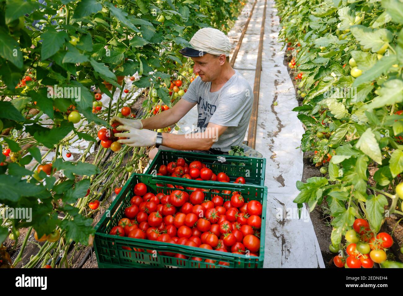 17,08.2020, Wittichenau, Sachsen, Deutschland - Tomatenernte auf dem familiengeführten Bauernhof Domanja. Bis zu 25 Mitarbeiter arbeiten auf dem Inklusivfarm, darunter Stockfoto