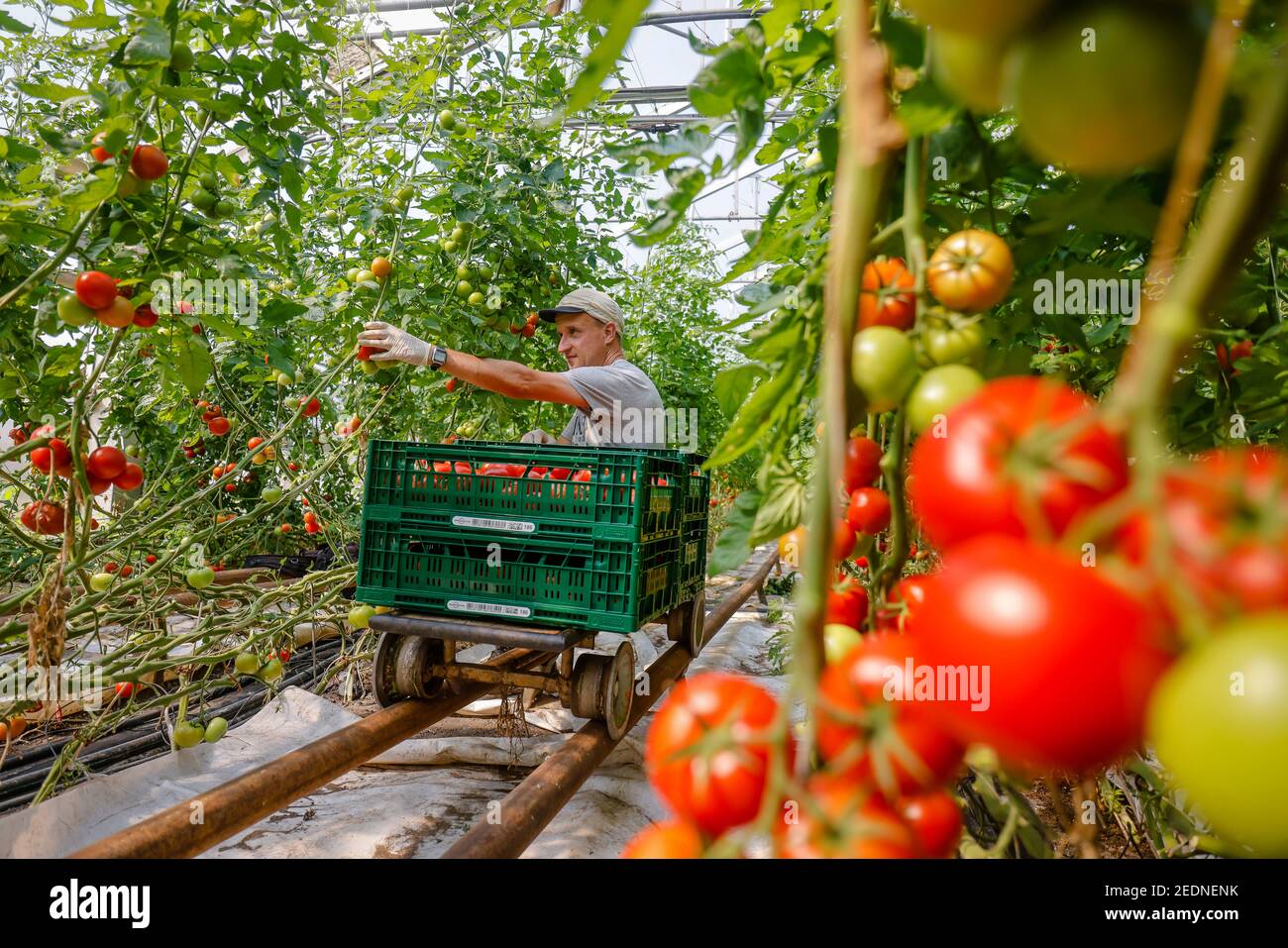 17,08.2020, Wittichenau, Sachsen, Deutschland - Tomatenernte auf dem familiär geführten Bauernhof Domanja, auf dem Inklusivhof arbeiten bis zu 25 Mitarbeiter, darunter Stockfoto