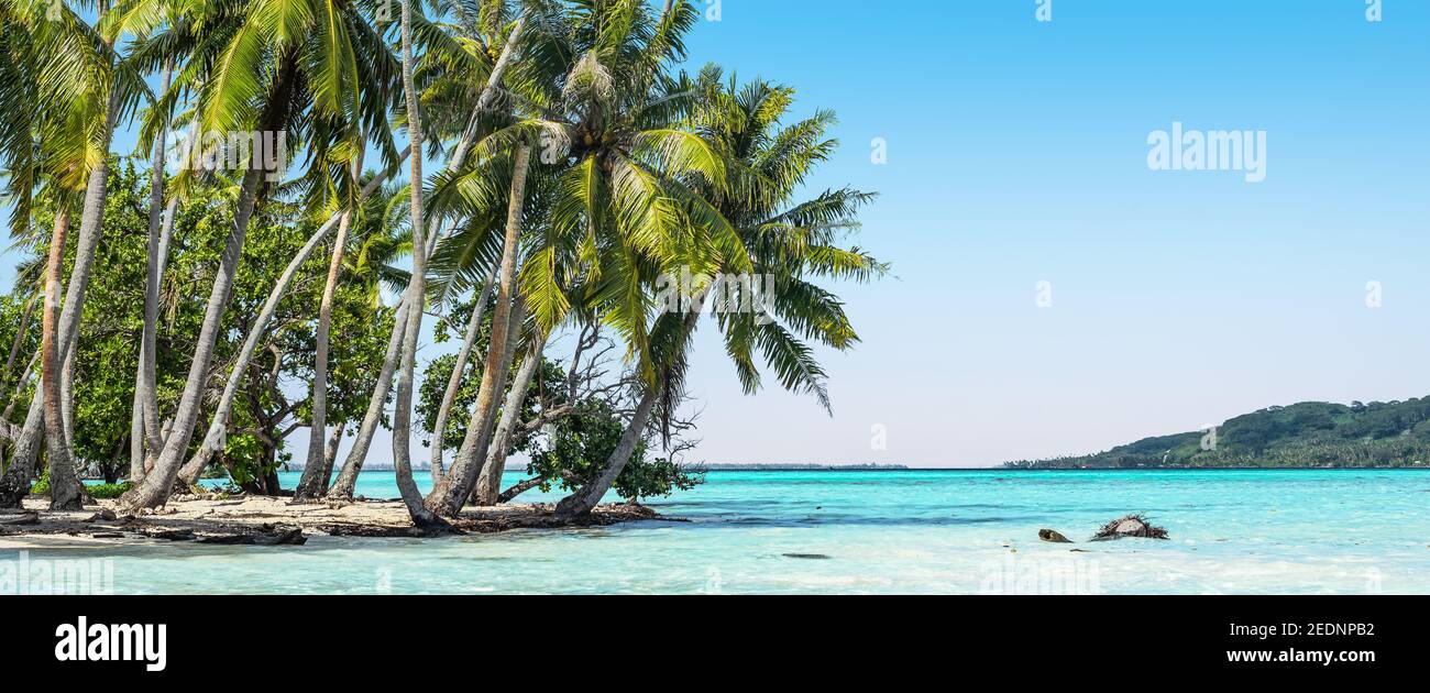 Palmen am tropischen Strand. Stockfoto