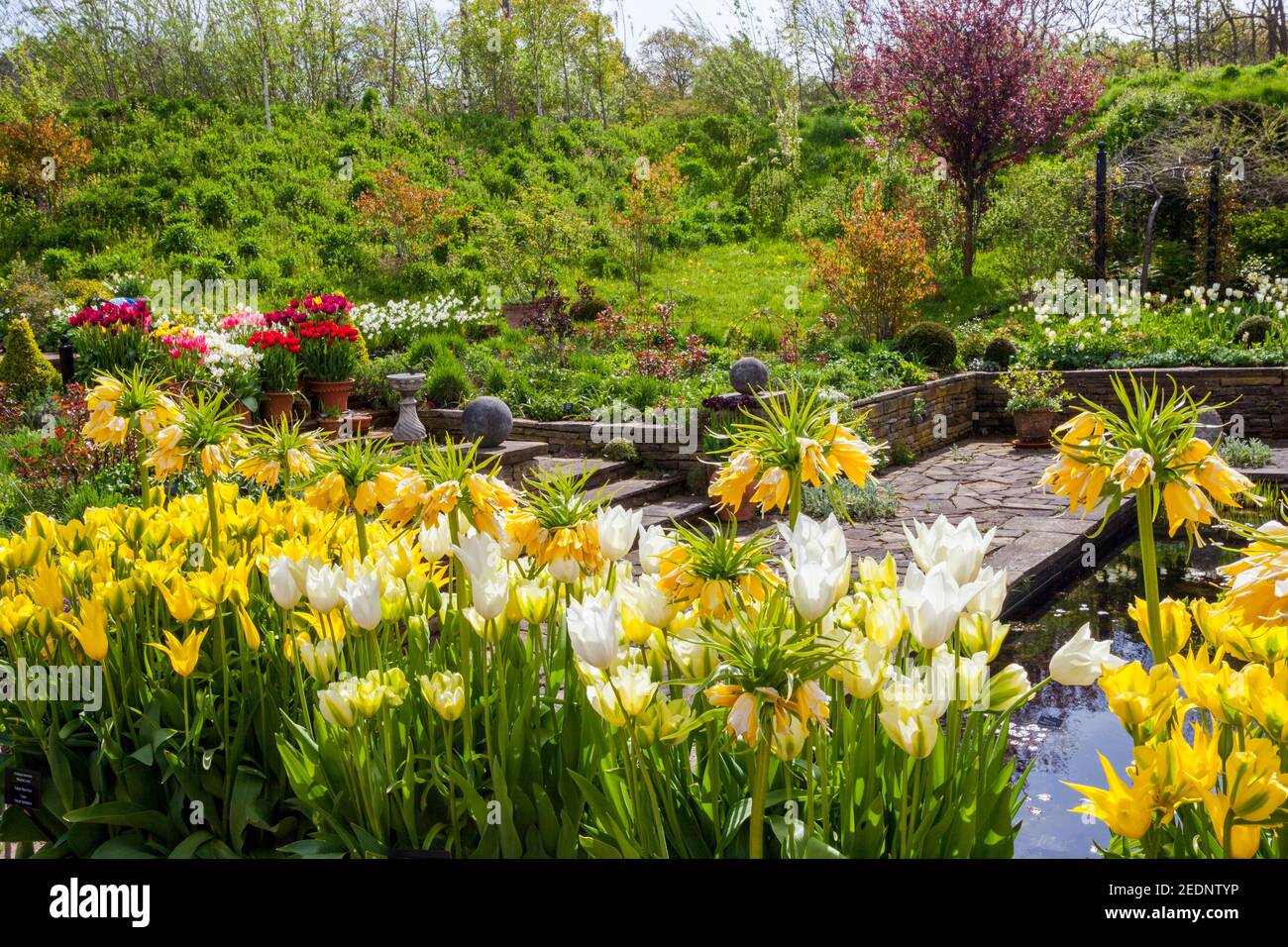 Eine farbenfrohe Ausstellung verschiedener Frühlingszwiebeln in den Lakeside Gardens im RHS Harlow Carr Garden, bei Harrogate, North Yorkshire, England, Großbritannien Stockfoto