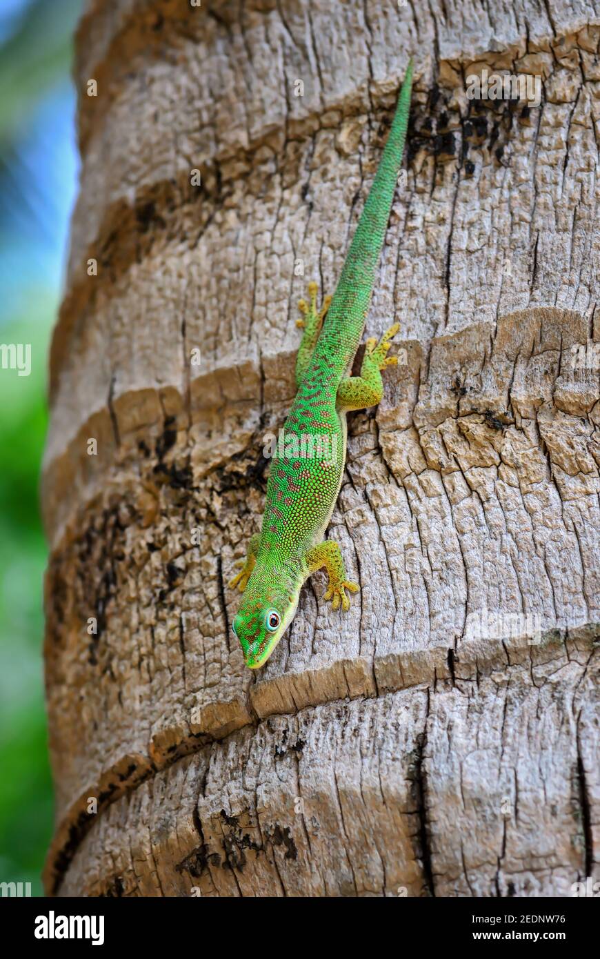 Zanzibar Tagesgecko - Phelsuma dubia, schöne grüne Eidechse aus afrikanischen Wäldern und Gärten, Sansibar, Tansania. Stockfoto