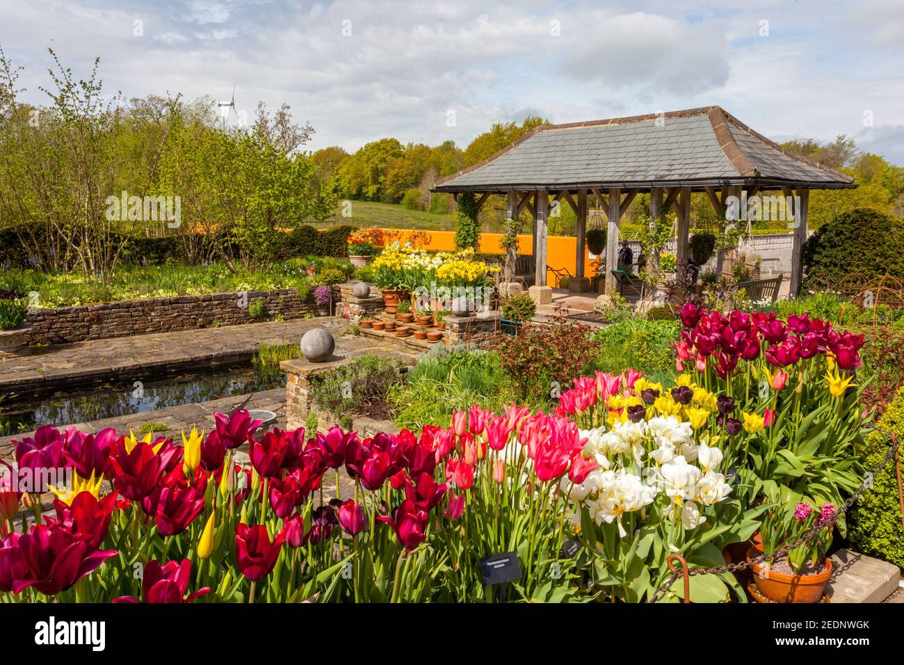 Eine farbenfrohe Ausstellung verschiedener Frühlingszwiebeln in den Lakeside Gardens im RHS Harlow Carr Garden, bei Harrogate, North Yorkshire, England, Großbritannien Stockfoto