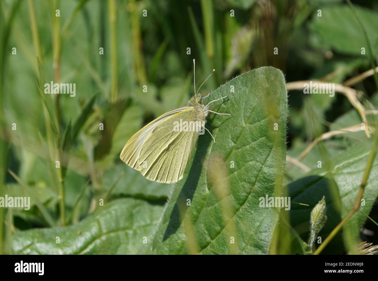 Große weiße, Schmetterling, Pieris brassicae, Ruhe im Garten. Spanien. Stockfoto