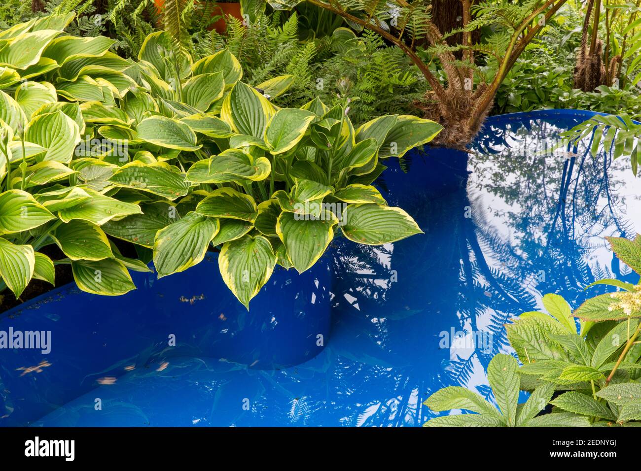 Hosta-Pflanzen, die als Randpflanzen in einem Vorgarten mit einem kleinen blauen Teich wachsen, Hampton Court Flower Show London England Großbritannien Stockfoto