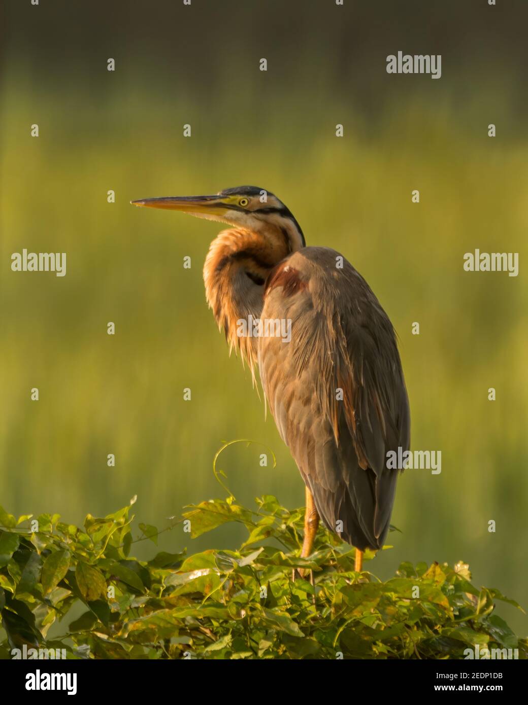 Lone Purple Heron (Ardea purpurea), thront auf einem kleinen Baum und sonnt sich in der Morgensonne. Stockfoto