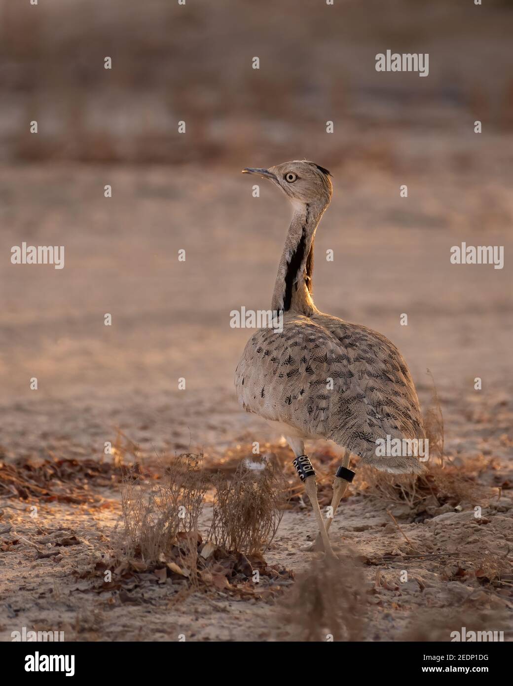 Single Houbara Bustard (Chlamydotis undulata), Blick zurück, während zu Fuß entfernt in einer Wüstenumgebung. Stockfoto