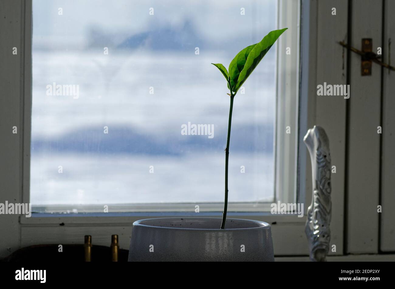 Pflanzen und Eisberge Stockfoto