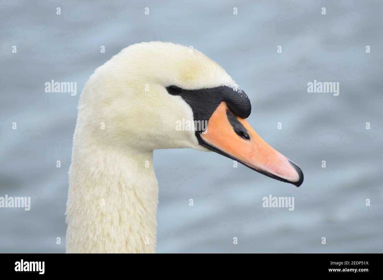 Nahaufnahme eines Schwans Walthamstow Wetlands London Stockfoto