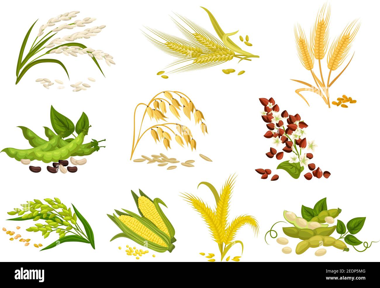 Getreide Symbole von Getreide Pflanzen. Vektor Ohren Weizen und Roggen, Buchweizen Samen und Hafer oder Gerste, Hirse und Reis Garbe. Isolierte Landwirtschaft Maiskolben und l Stock Vektor