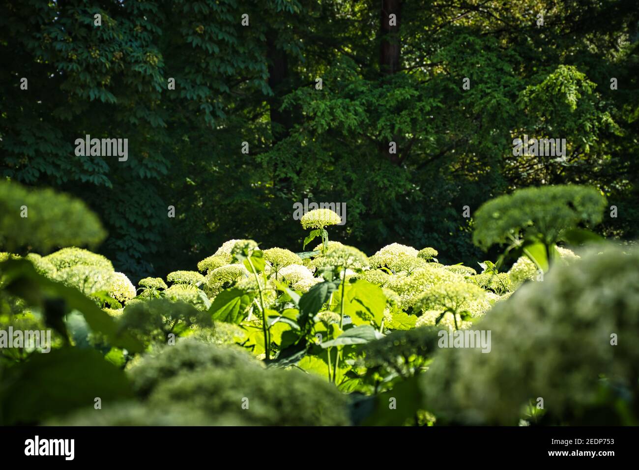 Landschaftliche Schönheit in der Natur im Sempione Park Stockfoto
