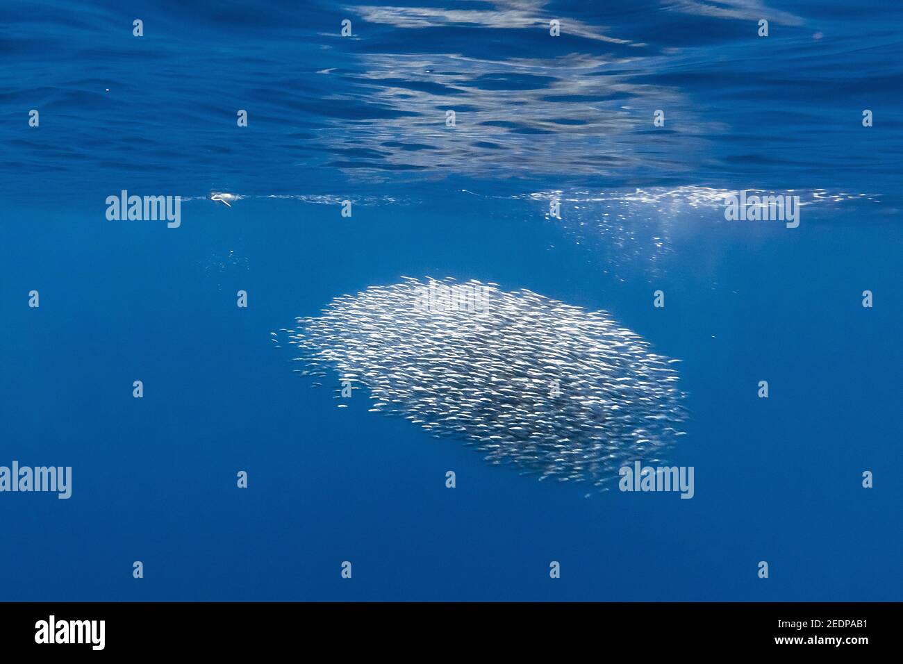 Sardinen (Sardina spec.), Sardine Köderball, Azoren, Terceira Stockfoto