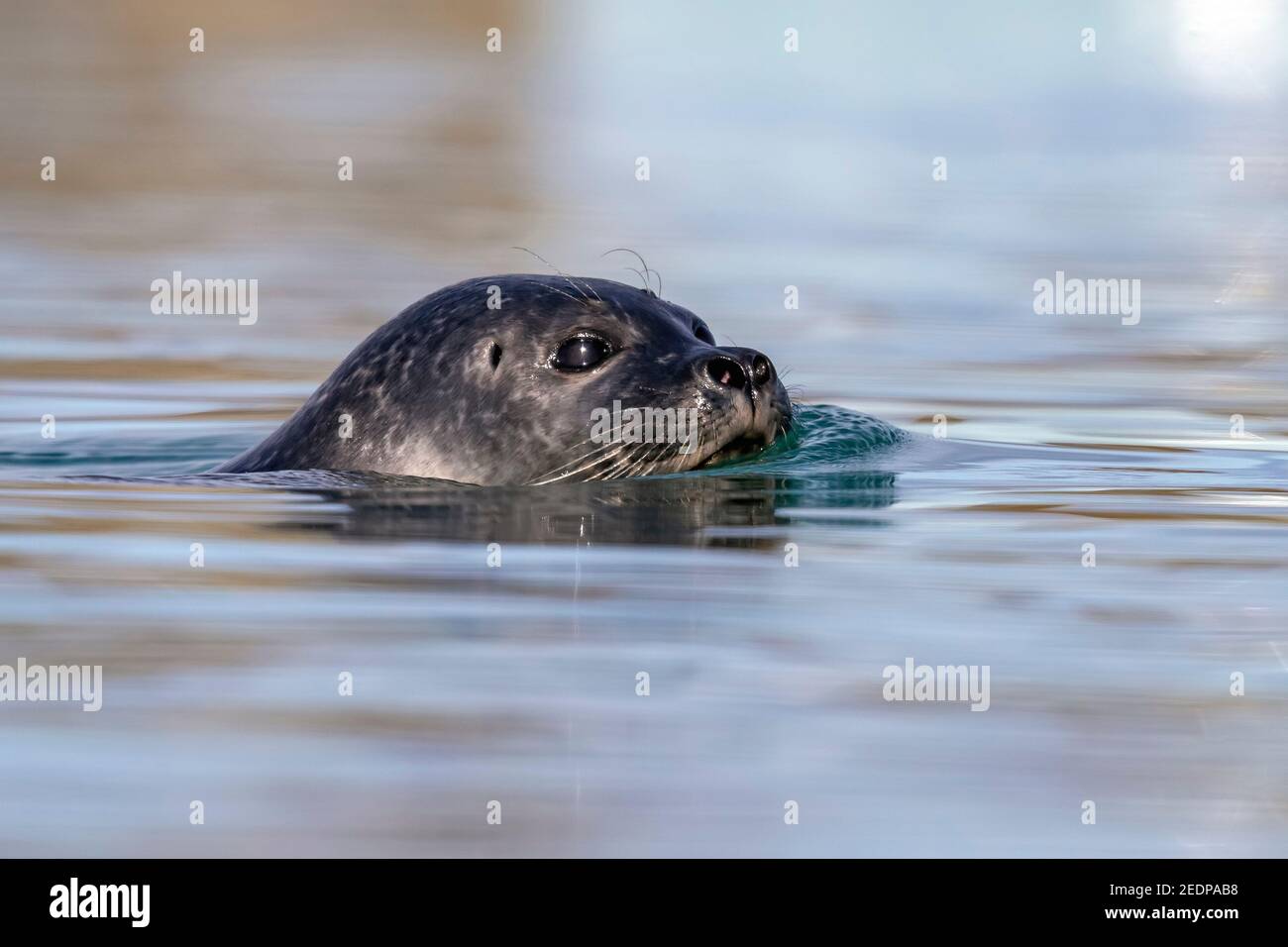 Seehund, Gemeine Robbe (Phoca vitulina), Weibchen im Wasser, Island, Austurland Stockfoto