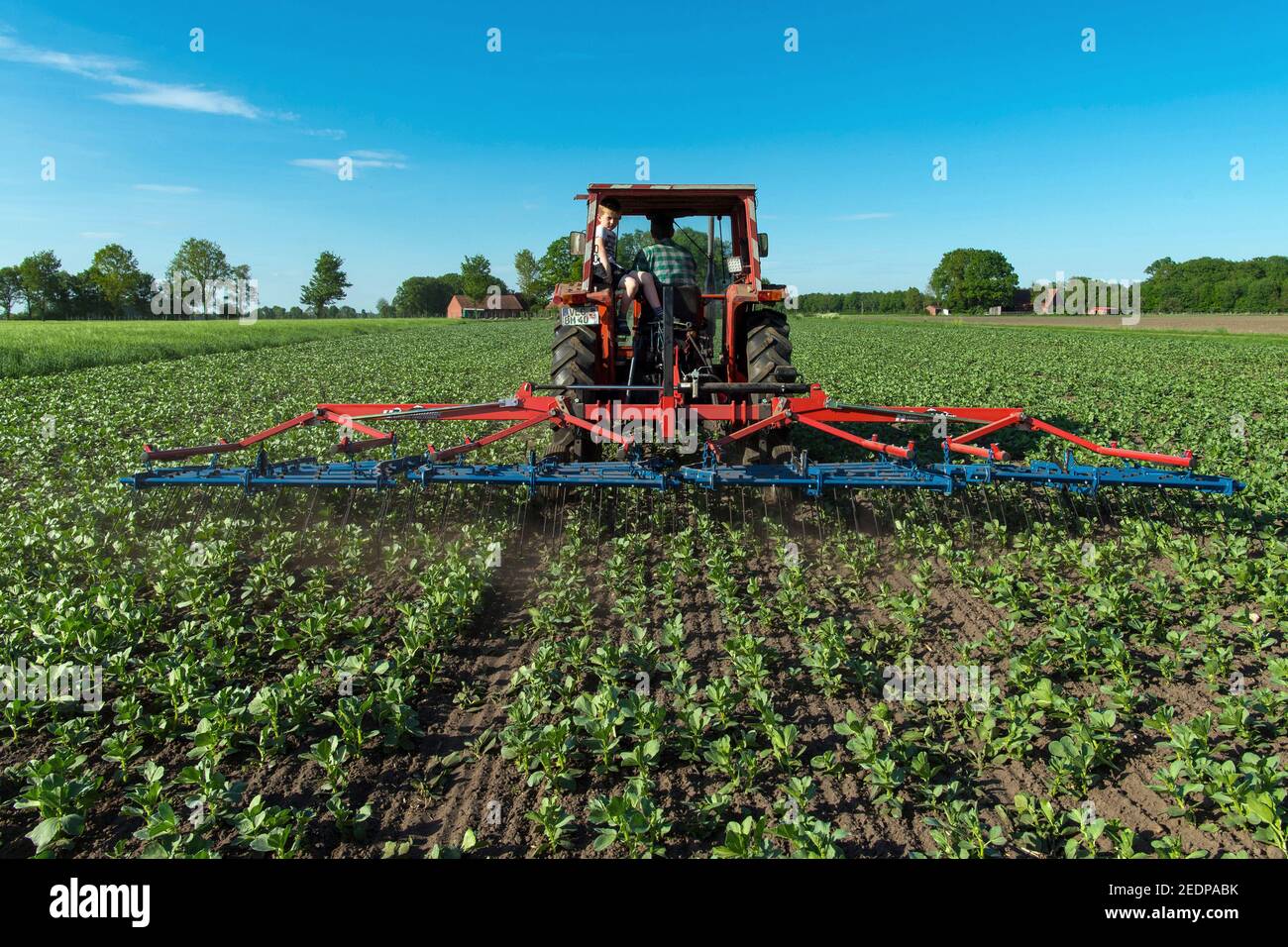 Biobauernbauer auf einem Feld, Deutschland, Niedersachsen, Bakum Stockfoto