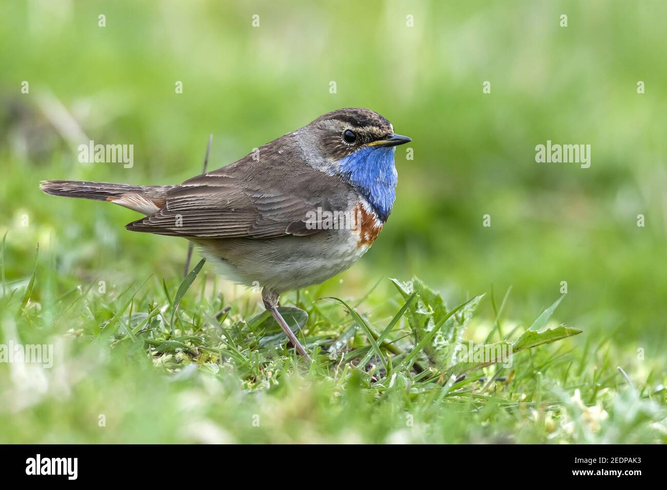 Weißfleckiger Bluethroat (Luscinia svecica cyanecula), Männchen auf dem Gras sitzend, Belgien Stockfoto