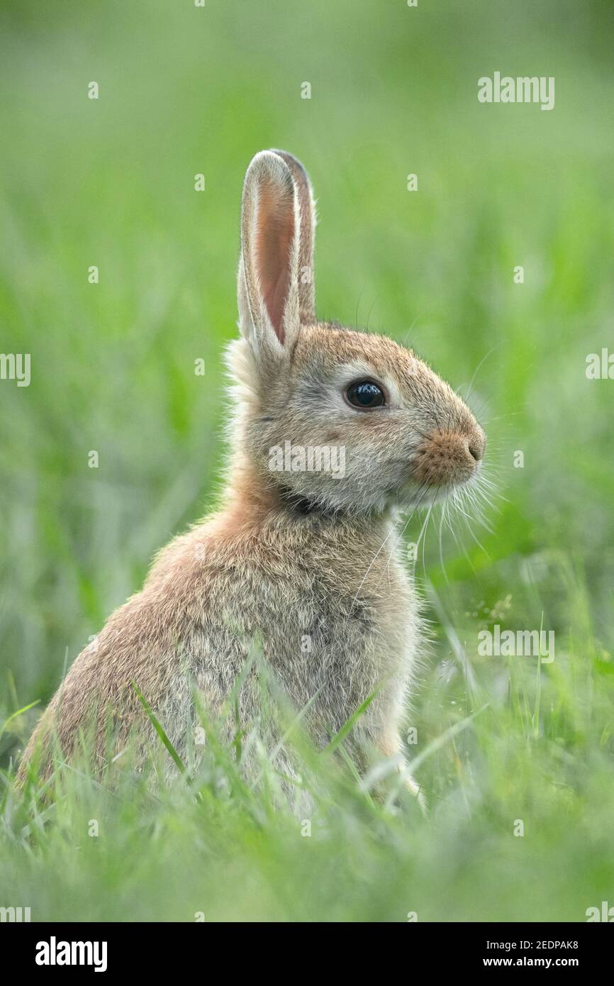 Europäisches Kaninchen (Oryctolagus cuniculus), junges Kaninchen auf einer Wiese, Deutschland Stockfoto