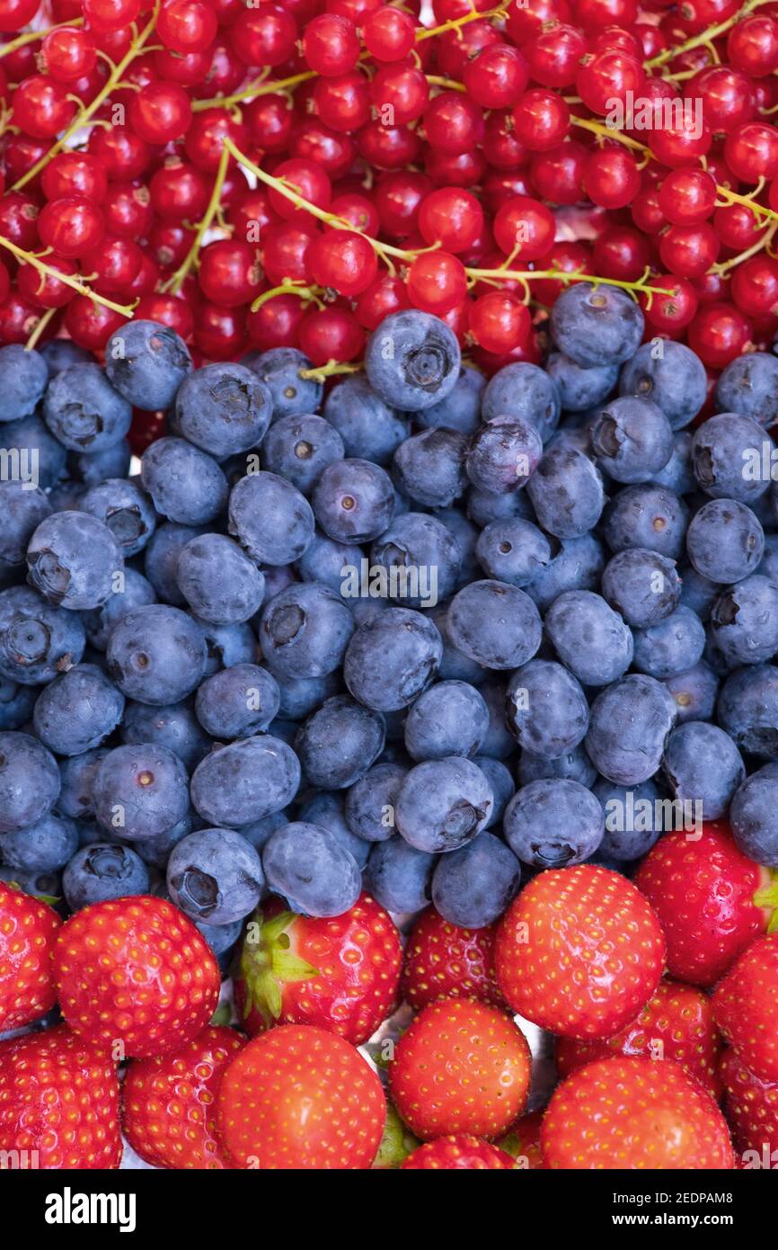 Beeren, rote Johannisbeeren, Heidelbeeren und Erdbeeren, Deutschland Stockfoto