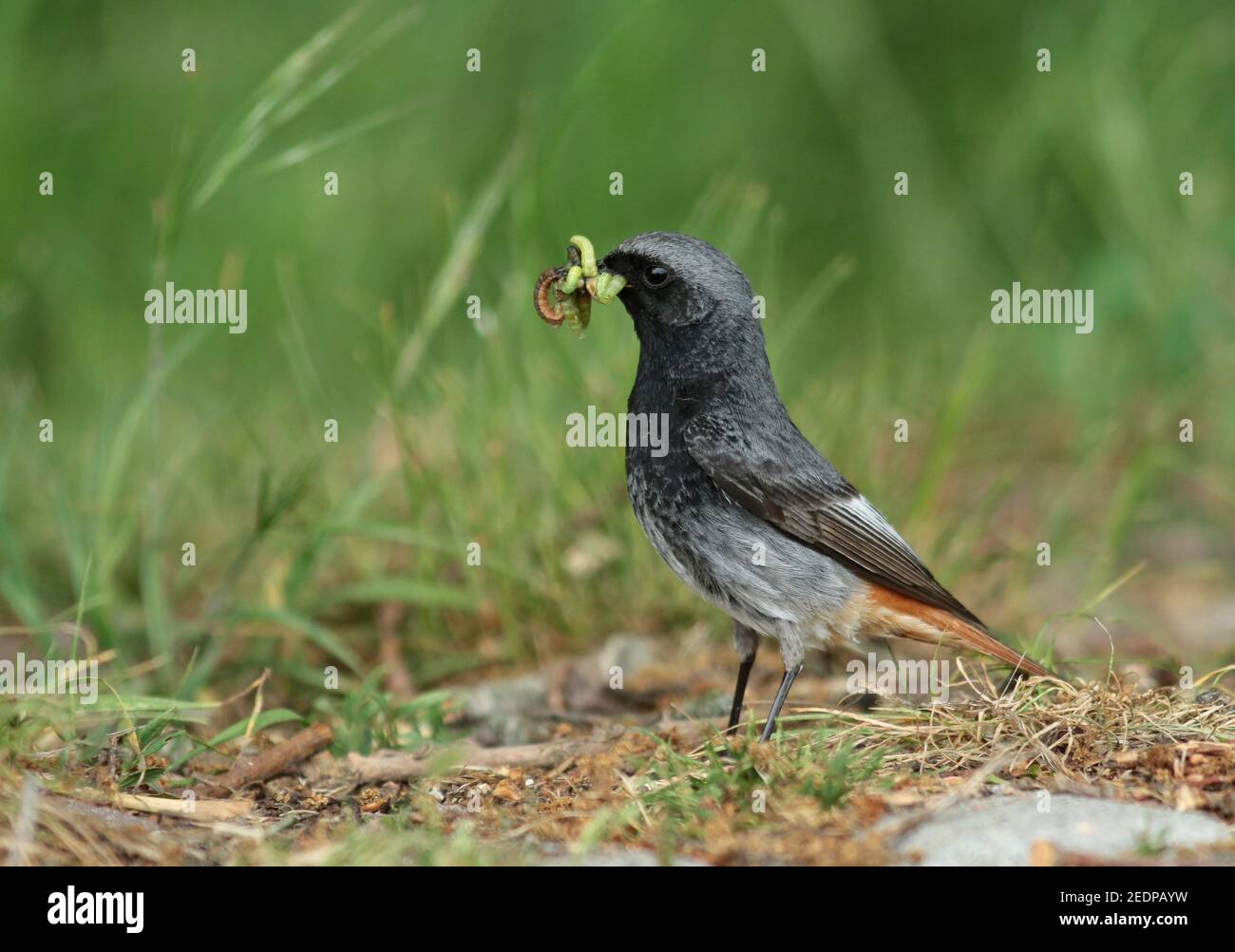 Schwarzrotstart (Phoenicurus ochruros), erwachsenes Männchen, das Futter für seine Jungen sammelt, Niederlande, Den Oever Stockfoto