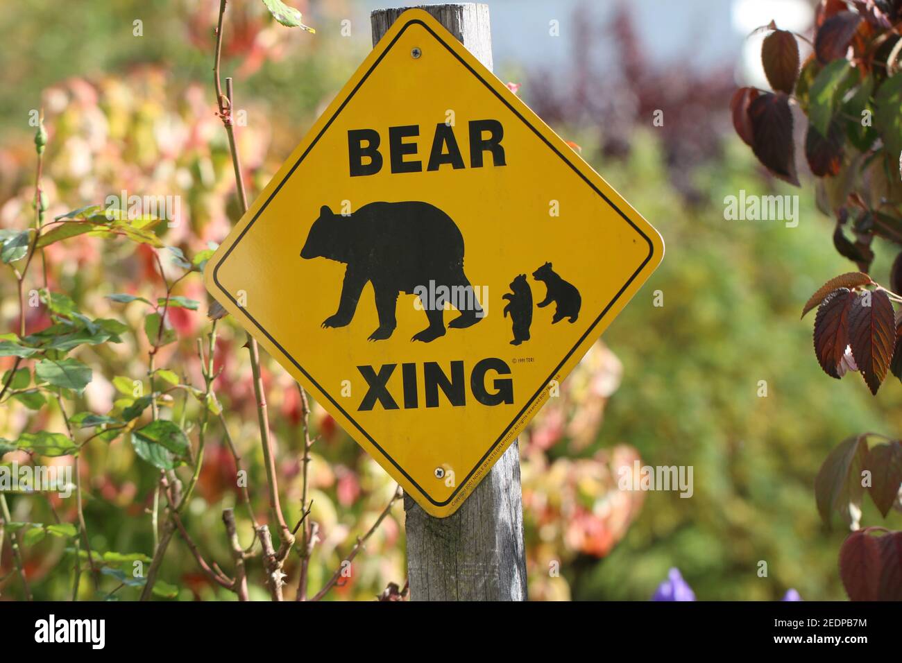 Straßenwarnschild gegen Bären Stockfoto