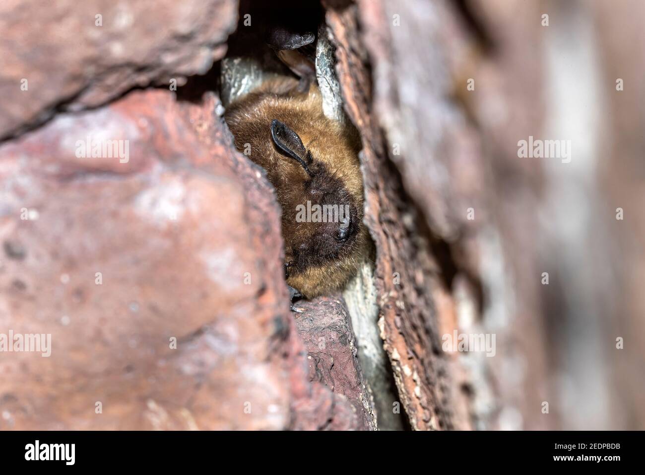serotine Fledermaus, große braune Fledermaus, seidige Fledermaus (Eptesicus serotinus), Überwinterung in einer Höhle in der Nähe von Houyet, Belgien, Namur Stockfoto