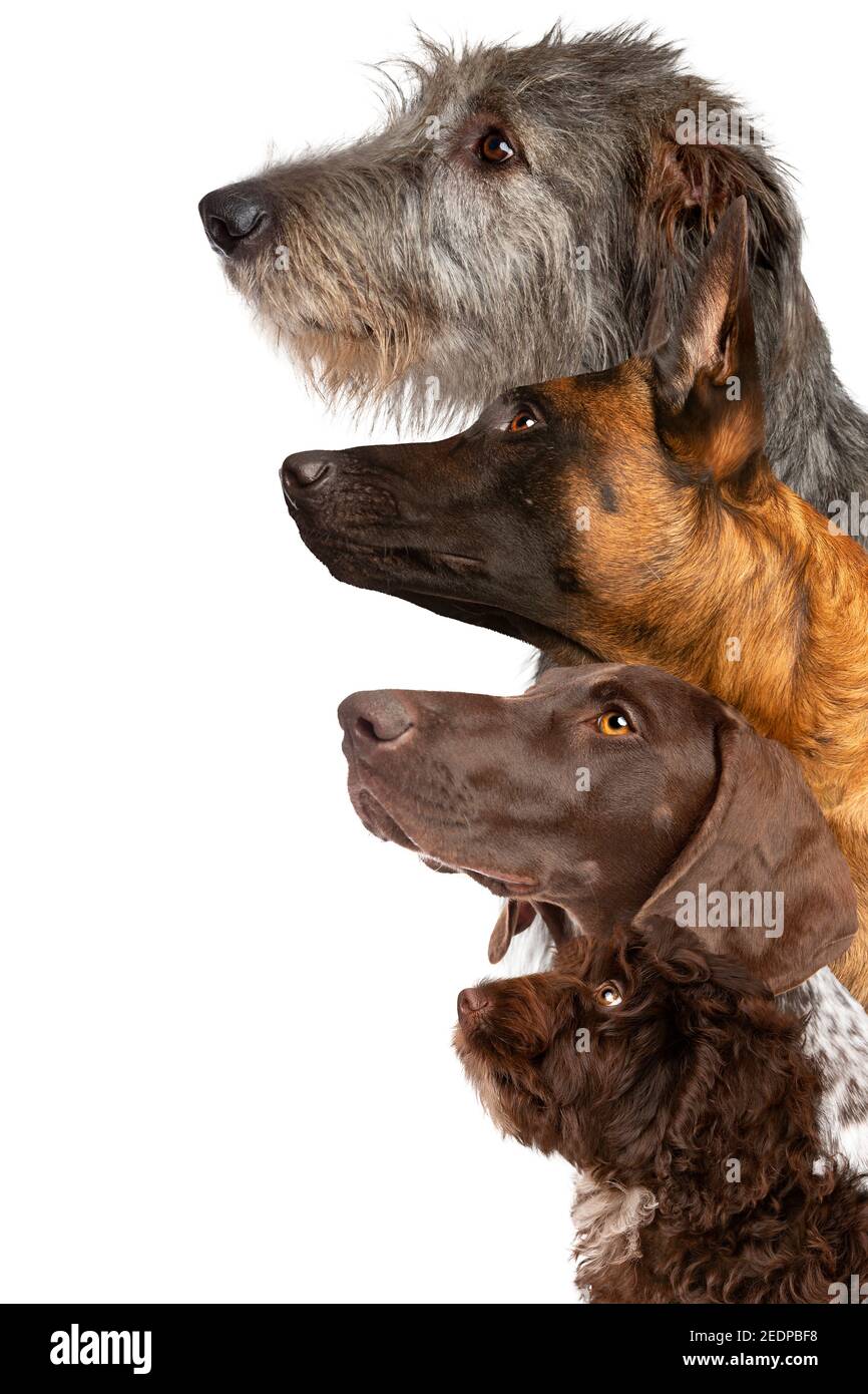 Porträt von vier Hunden, die vor einem aufschauen Weißer Hintergrund Stockfoto