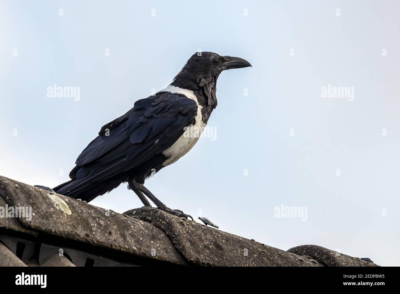 pied Krähe (Corvus albus), auf einem Dach, Niederlande, Gelderland Stockfoto